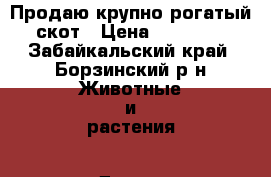 Продаю крупно-рогатый скот › Цена ­ 20 000 - Забайкальский край, Борзинский р-н Животные и растения » Другие животные   . Забайкальский край